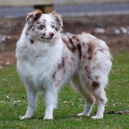 Maui - Australian Shepherd