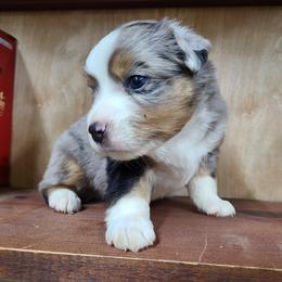 Miniature Australian Shepherd and Toy Australian Shepherd Puppies from Beasley Acres Aussies