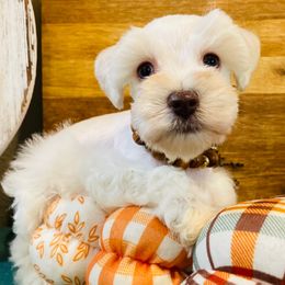 Boy 1 - Wheaten male Miniature Schnauzer puppy in Malvern, Arkansas from Deep South Miniature Schnauzers