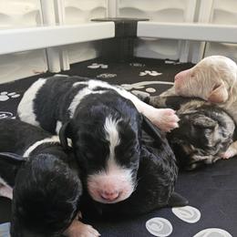 Goldendoodle, Poodle, and Schnoodle Puppies from Gaga's Doodles