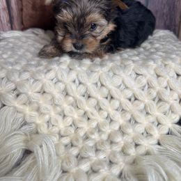Sterling - Black and tan male Yorkshire Terrier puppy in Tulsa, Oklahoma from Conns Cuddly Canines