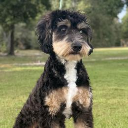 Australian Mountain Doodles, Bernedoodles, and Sheepadoodles from Wonderland’s Boujie Kennels