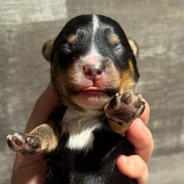 Boy 2 - Black and tan male Havapoo puppy in Spokane, Washington from Havaluv Puppies