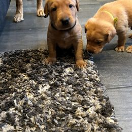 Labrador Retriever Puppies from Britt Turner
