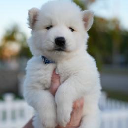 Prodigy - White male Siberian Husky puppy in Miami, Florida from Blue Moon Huskies