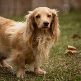 Lady - Dachshund