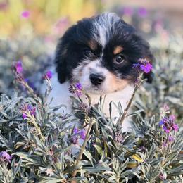 Charlie - Tri-color male Cavapoo puppy in Jackson, California from Disney Doodles
