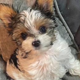 Mia (click on pic) - Parti female Yorkshire Terrier puppy in Kingston, Oklahoma from Lake Life