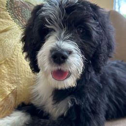 Orange - Sheepadoodle puppy from CelticDoods