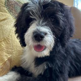 Orange - Sheepadoodle puppy from CelticDoods