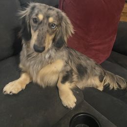 Marshall - Dachshund