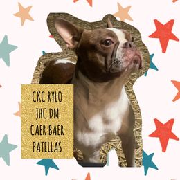 Rylo - Boston Terrier