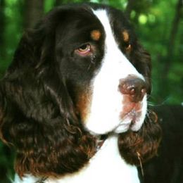 English Springer Spaniels from FourB Farm LLC.