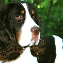 English Springer Spaniels from FourB Farm LLC.