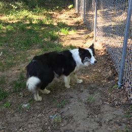 Skunky - Border Collie