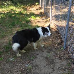 Skunky - Border Collie