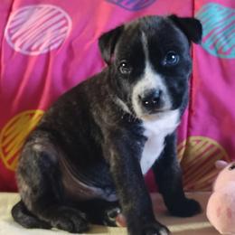 Heathcliff - Black brindle male American Staffordshire Terrier puppy in Bastrop County, Texas from Ironheart American Staffordshire Terriers