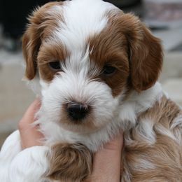 Cavapoos from Liberty Hill Texas Cavapoos
