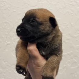 Lyric - Fawn sable female Belgian Malinois puppy in Briggs, Texas from Madhouse’s Belgian Malinois and German Shepherds
