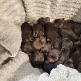 Boy 2 - male Boykin Spaniel puppy in Still Pond, Maryland from Skipjack Boykins