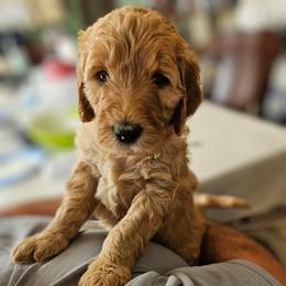 Red Girl - Apricot female Goldendoodle puppy in Lumberton, Texas from SETX Doodle Den LLC