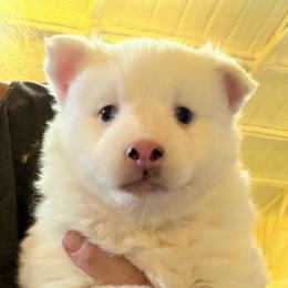 White extreme wooly - White male Pomsky puppy in Enid, Oklahoma from Mile Hi Pomskies