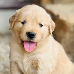 Bruce - Golden male Golden Retriever puppy in Saint Pauls, North Carolina from Copperfield’s Goldens