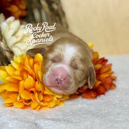 Copper - Buff and white male Cocker Spaniel puppy in Nashville, Arkansas from Rocky Road Puppies