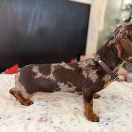 Brittle - Dapple female Dachshund puppy in Calera, Alabama from Southern Sky Dachshunds