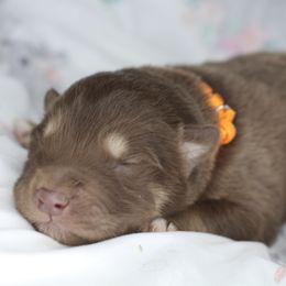 Truffle - Red and white male Alaskan Malamute puppy in Independence, Virginia from New River Valley Malamutes