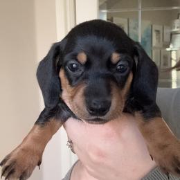 Bullet Girl - Black and tan female Dachshund puppy in Guthrie, Oklahoma from Kingdom Mini Dashchunds