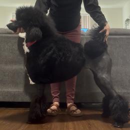 Fancy - Poodle