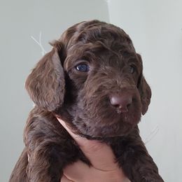 Lola - Brown female Poodle puppy in Spartanburg, South Carolina from Taya's Pups