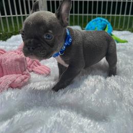 Boy 4 - male French Bulldog puppy in Westerly, Rhode Island from Starkhaus Rottweilers & Frenchies