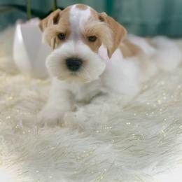 Will - Wheaten male Miniature Schnauzer puppy in Overton, Texas from Beards & Bows Schnauzer Farm