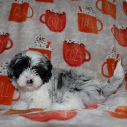 Merle girl 2 - Merle female Shihpoo puppy in Newark, Ohio from Gemini Kennels