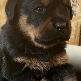Rottweilers from Stella Rottweilers