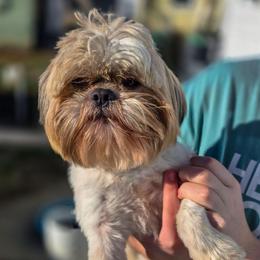 Jude - Shih Tzu