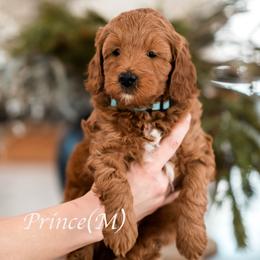 Prince - Red  male Goldendoodle puppy in Acton, Maine from Silver Pines Pups