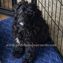 Frost - Black male Bernedoodle puppy in Smiths Station, Alabama from Peach & Pawmetto Doodles