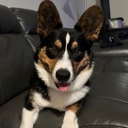 Cardigan Welsh Corgi All Grown Up from Shaggy Hill Homestead