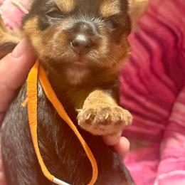 Dia - Black and tan female Yorkshire Terrier puppy in Tangipahoa County, Louisiana from Riche’ Louisiana Yorkies