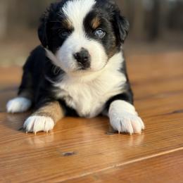 Molasses BTM - Black tri male Miniature Australian Shepherd puppy in Minden, Louisiana from Ironwood Creek