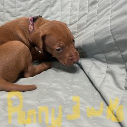 Flower - Golden rust female Vizsla puppy in Sioux County, Iowa from Pheasant Poppers Vizslas