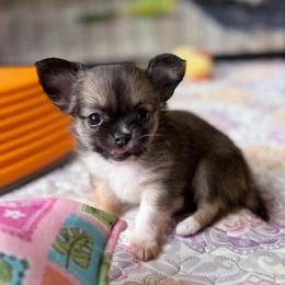 Sweet Pea - Black sabled fawn female Chihuahua puppy in Harrison, Michigan from Cloud9 Chihuahuas