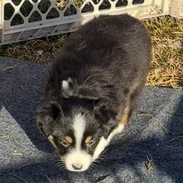 White dot on back of neck - Black tri female Miniature Australian Shepherd puppy in Graham, North Carolina from Thompson Farm Mini Aussies