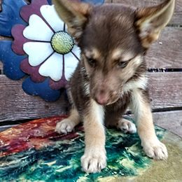 German Shepherd and McNab Puppies from North Star Shepherds