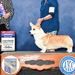 Rocket - Pembroke Welsh Corgi