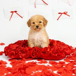 Vanilla - Apricot female Poodle puppy in Los Angeles, California from Exquisite Doodles