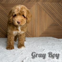 Gray Boy - Red male Bernedoodle puppy in Modesto, California from Two Doods Doodles